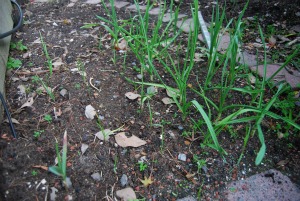 Garlic Growth