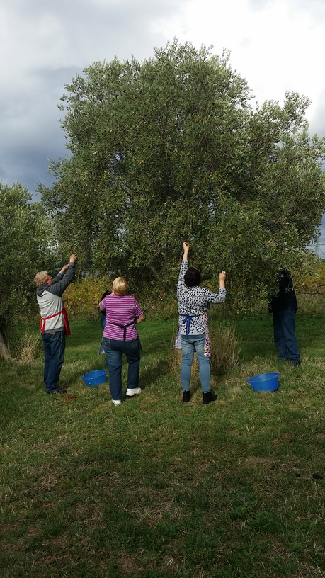 Picking olives from the olive groves for the olive preserving workshop by My Green Garden 