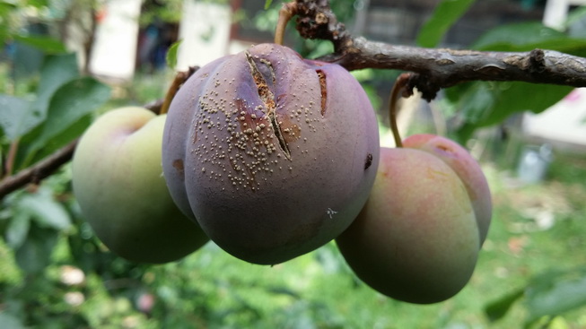 brown rot on plums
