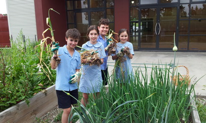 OLOP Garlic Harvest 2014