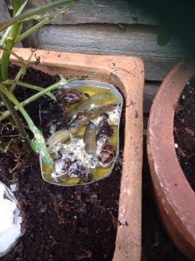 Slugs caught in yeast trap