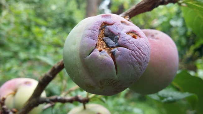 bird pecked plum starting to rot