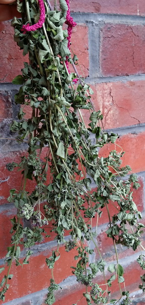 oregano drying bunch small.jpg