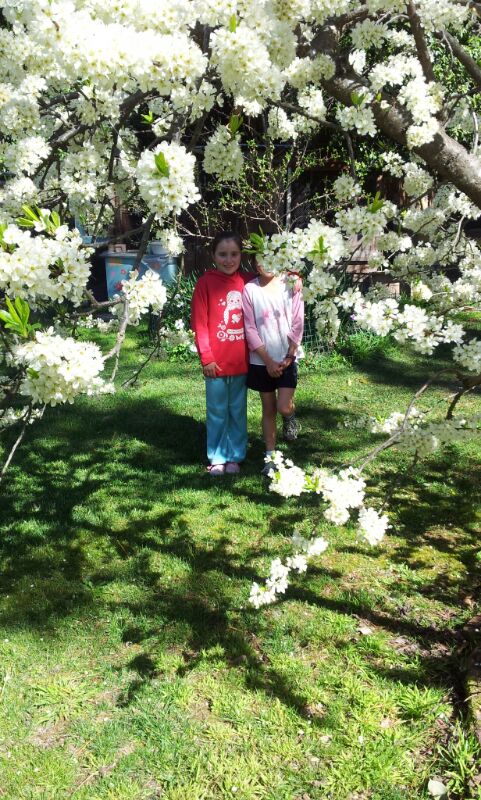 Spring blossoms on the plum tree