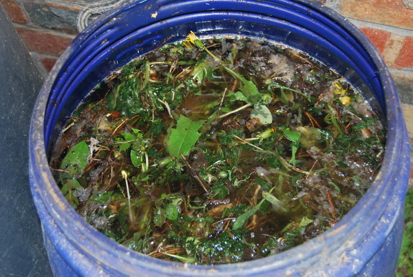 bucket of weeds making weed tea fertiliser