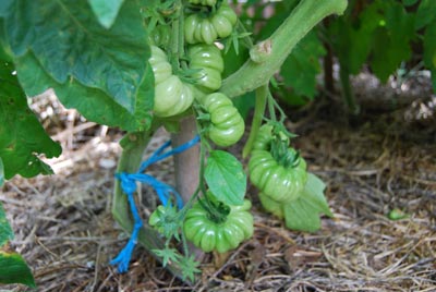 Green tomatoes