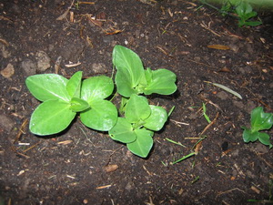 broadbeans.jpg