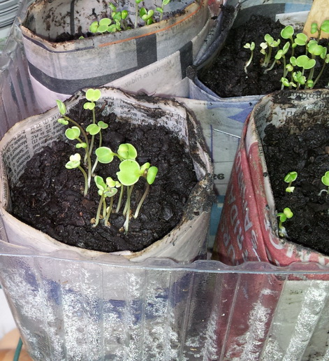 Starting seeds in newspaper pots My Green Garden