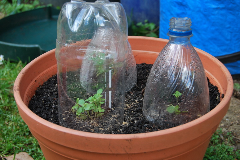Protect young basil seedlings at night