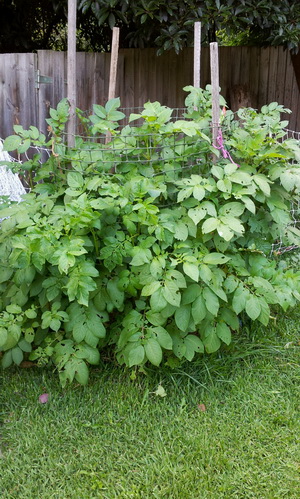 Potato Tower My Green Garden