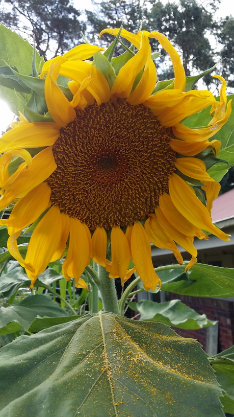 My Green Garden Giant Russian Sunflower